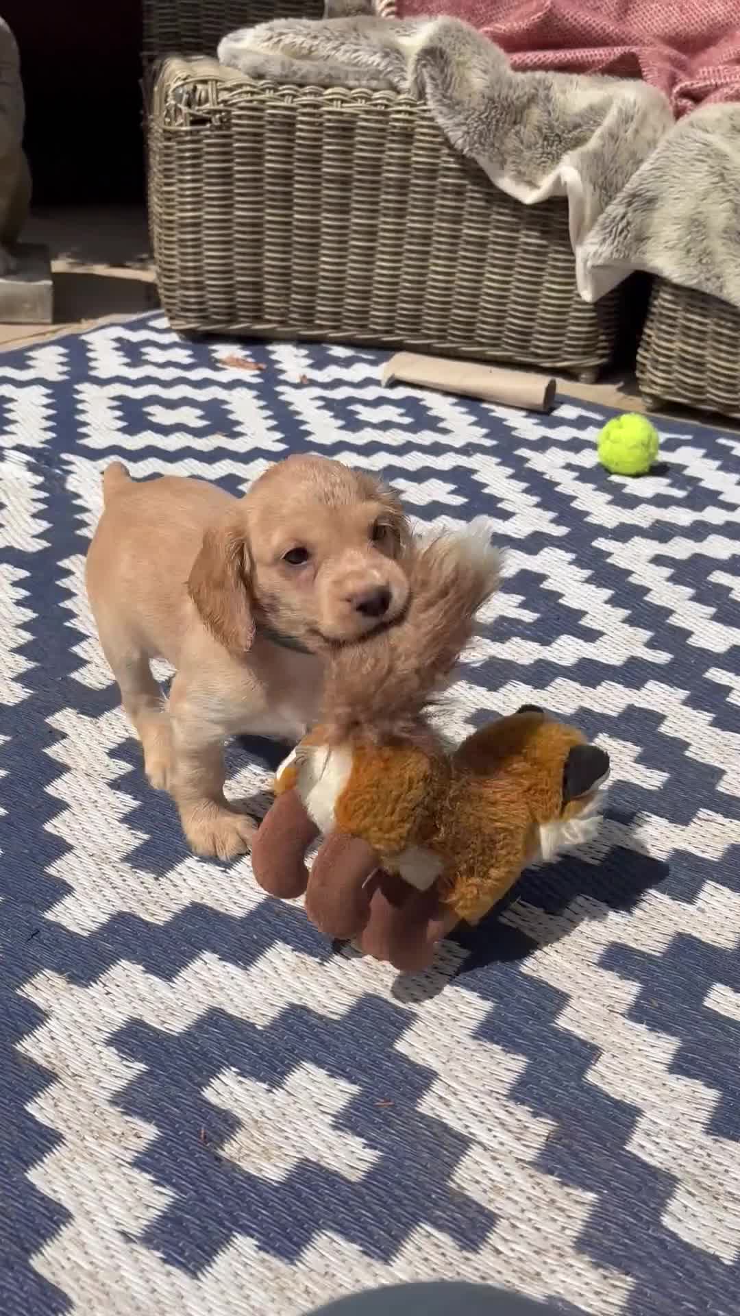 Cocker Spaniel dogs for sale: KC Registered Working Cocker Pups - Video 1