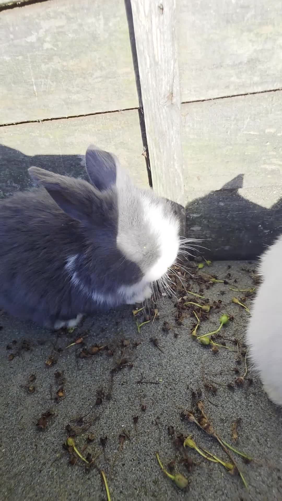 Mini Lop rabbits for sale: baby rabbit  - Video 1