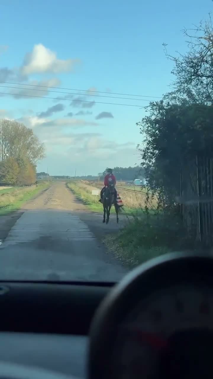 Irish Thoroughbred horses for sale: Perfect allrounder  - Video 1