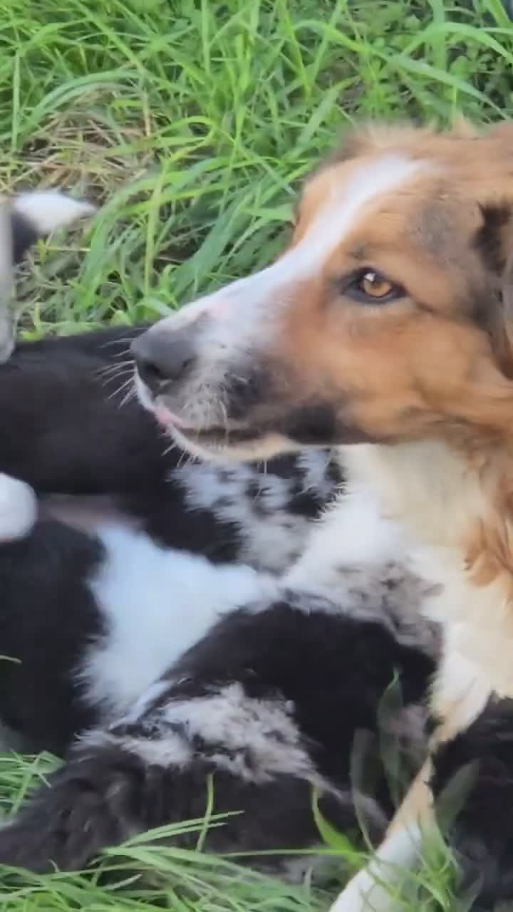 Border Collie dogs for sale: 8 Absolutely stunning Puppies Looking for new home in Montgomery - Video 1