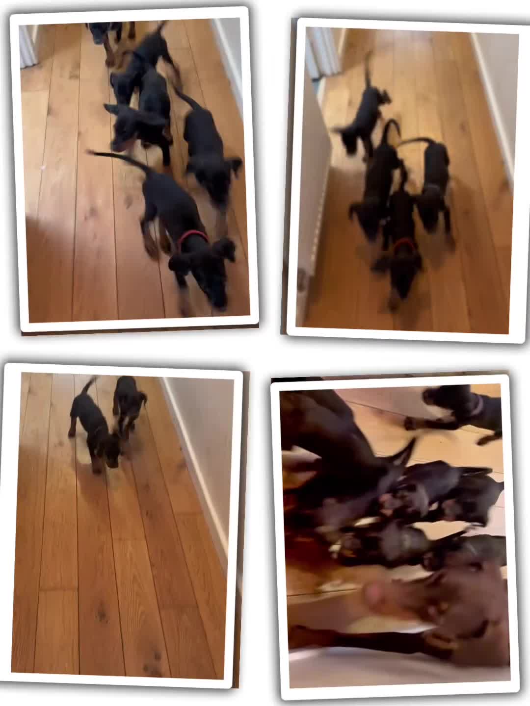 Dobermann dogs for sale: KC Registered Champion-lines Dobermans - Video 1