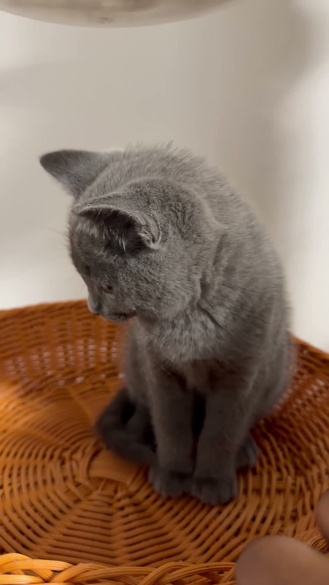 Russian Blue cats for sale: 🐾 Beautiful Russian Blue Kittens 😻 in Willenhall - Video 1