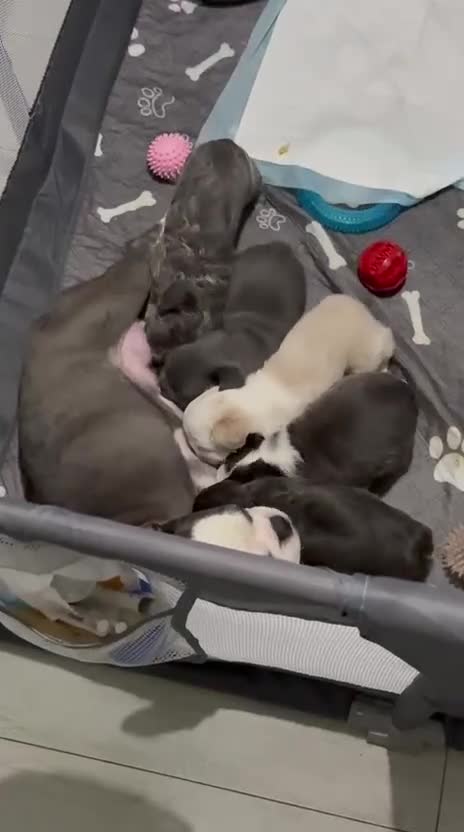 French Bulldog dogs for sale: Top Quality Fluffy/Teddy Bear Coat French Bulldogs - Video 1