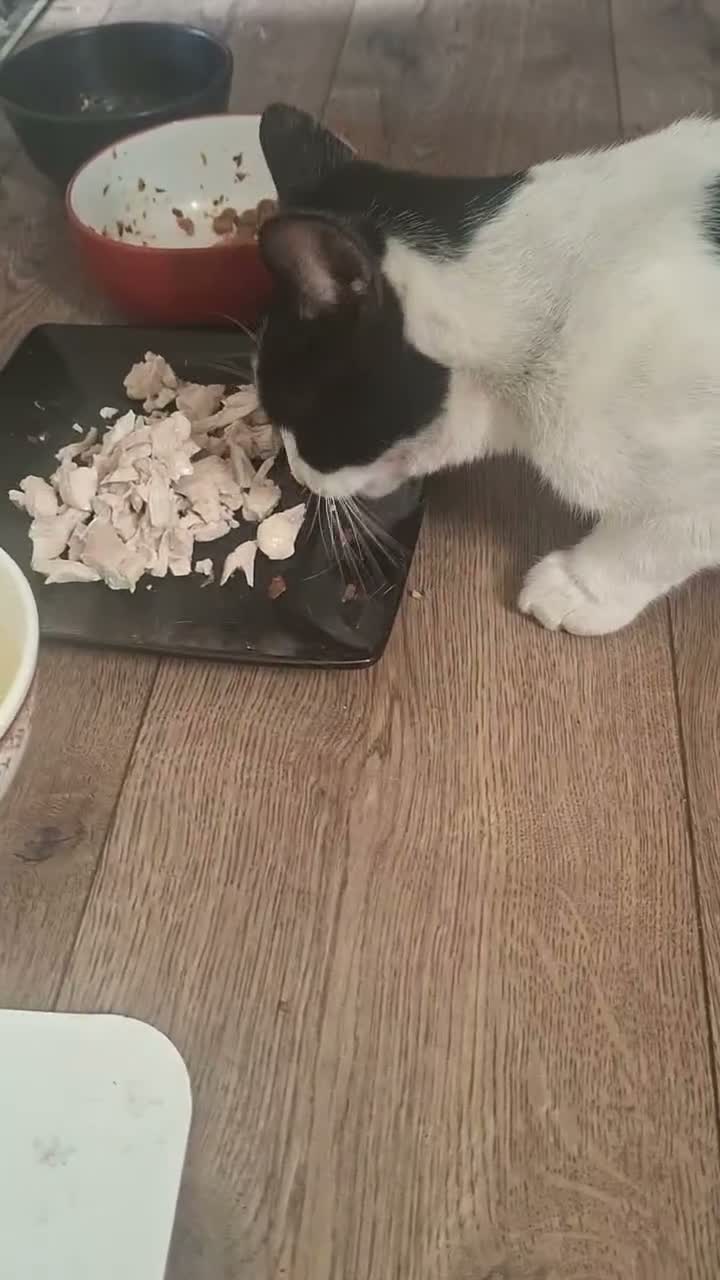 Mixed Breed cats for sale: Winter – A Truly Special Companion 🖤🤍 - Video 1