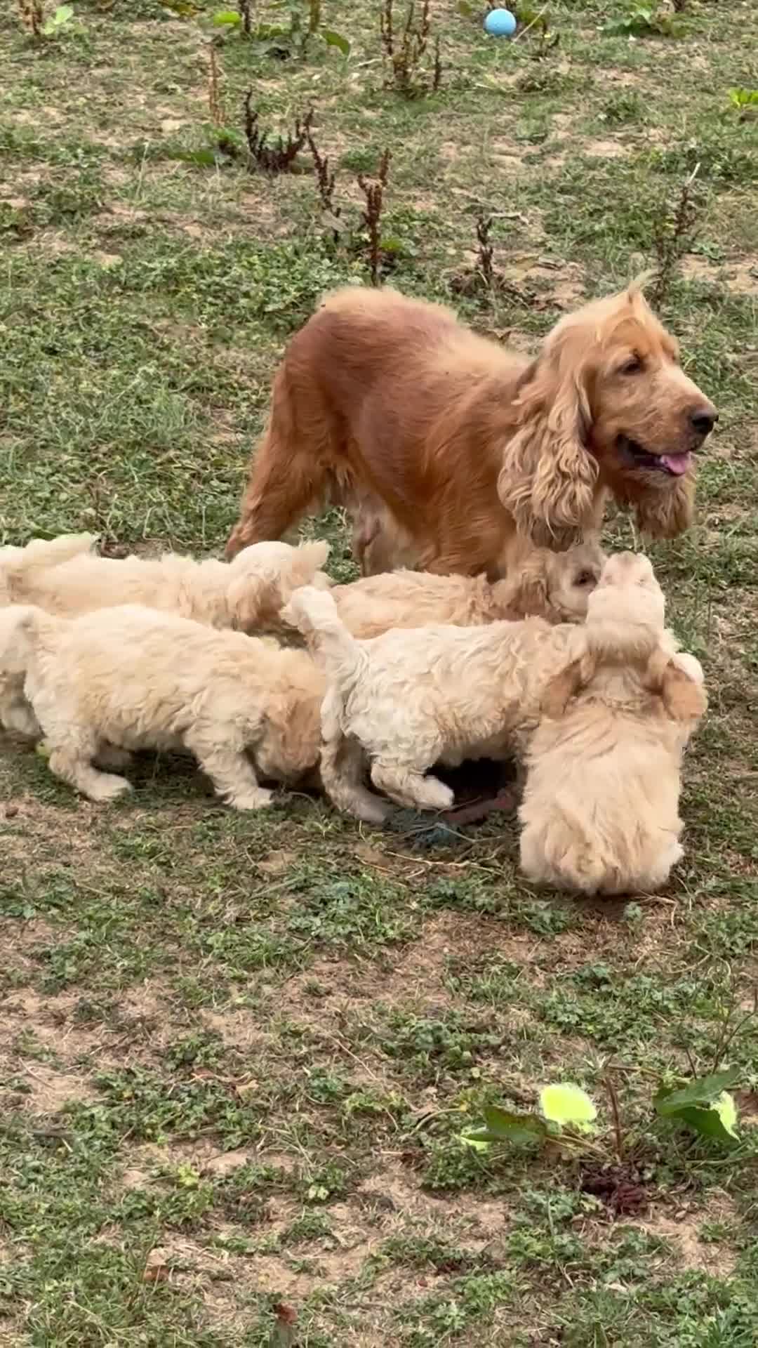 Cockapoo dogs for sale: Most Beautiful Cockerpoo s - Video 1