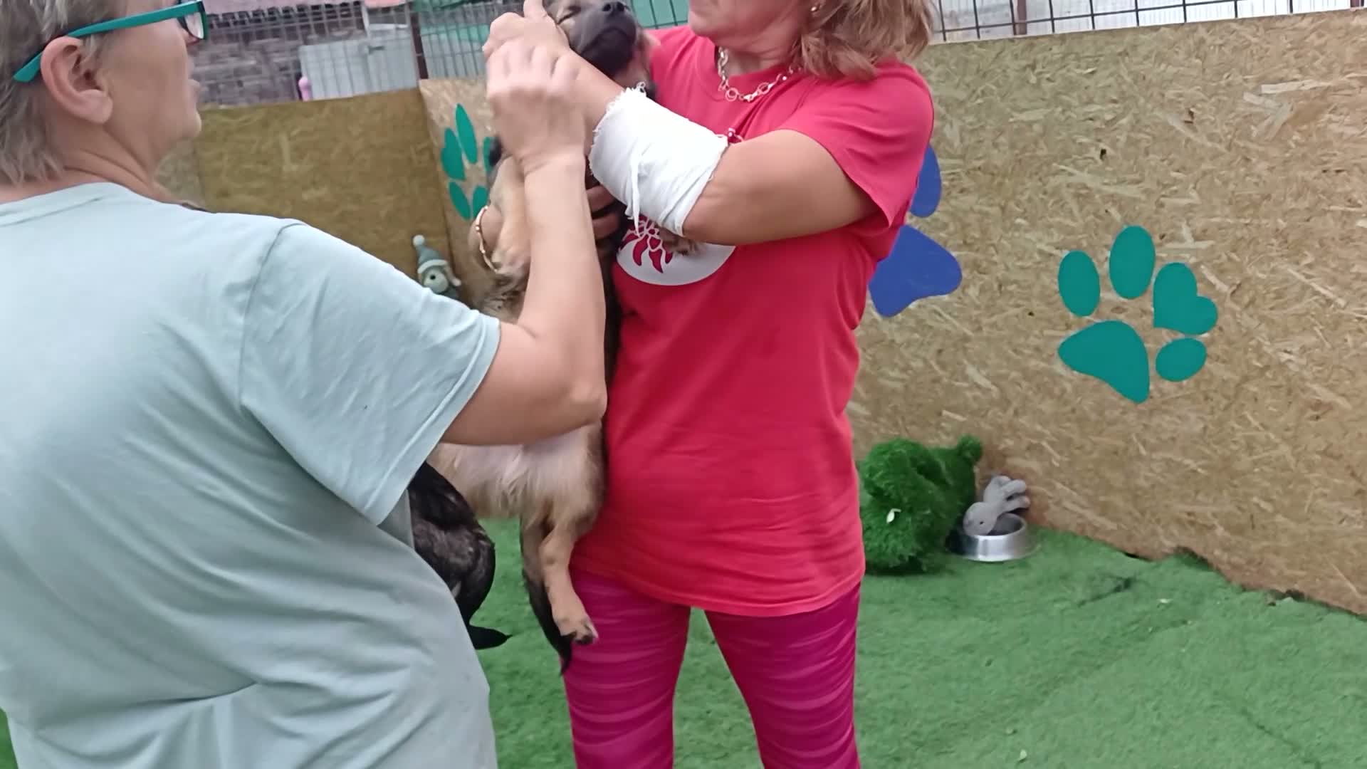 Mixed Breed dogs for adoption: 🐻LITTLE BEAR – A HANDSOME BOY FOR A LOVING HOME🐾 - Video 3