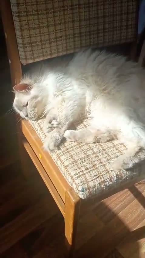Ragdoll cats for sale: Lilac Point Ragdoll Cat - Video 2