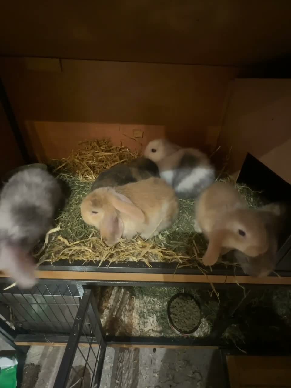 Mini Lop rabbits for sale: 6 x Harlequin Mini Lops in Abergele - Video 1