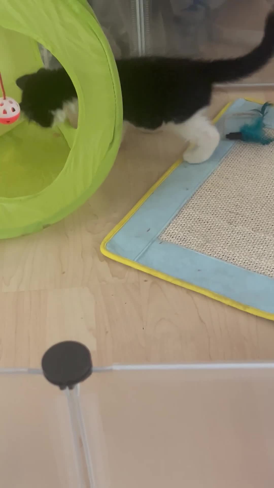 Ragdoll cats for sale: Ragdoll mix 4 kittens  - Video 1