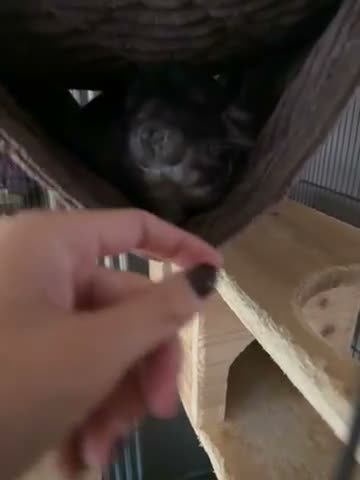 Chinchilla rodents for sale: Male chinchilla  in Oakham - Video 1