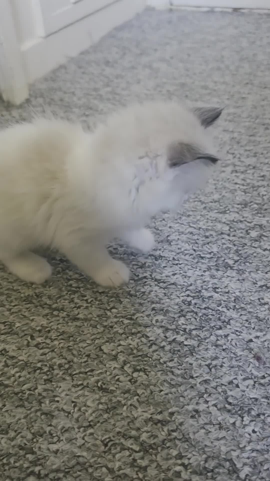 Ragdoll cats for sale: Full pedigree ragdoll  - Video 2