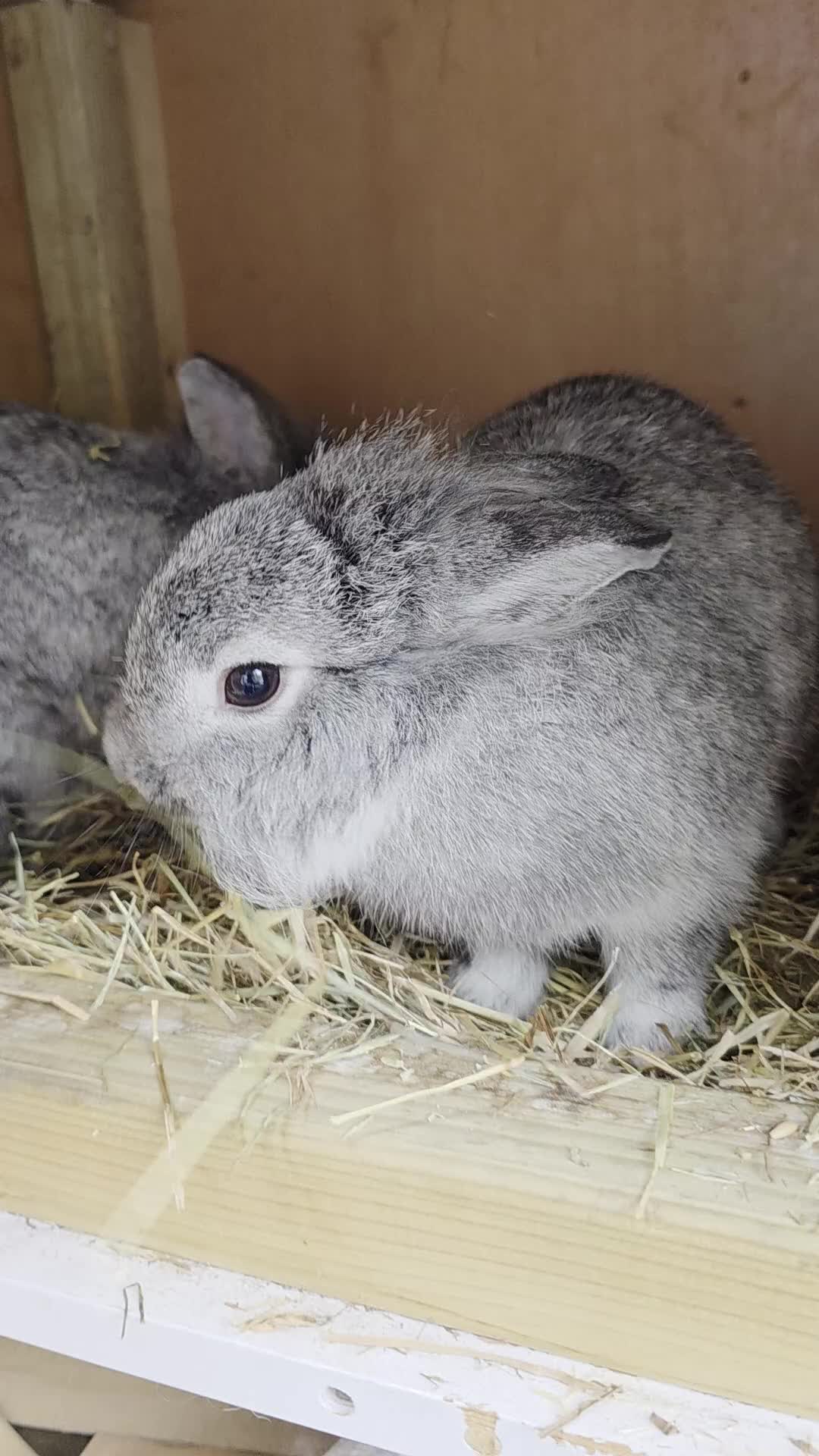 Dwarf Lop rabbits for sale: Bunny  - Video 1