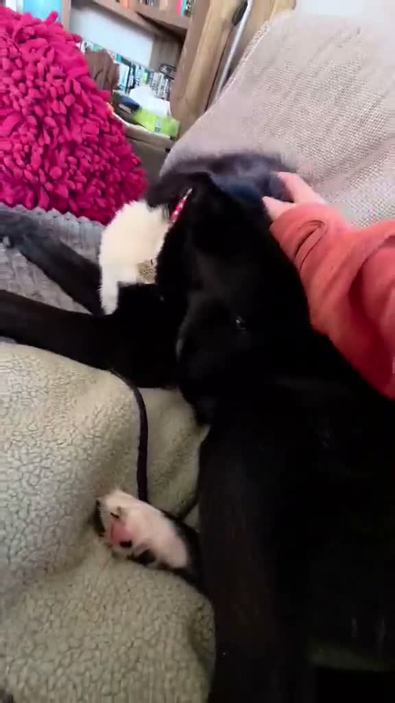 Mixed Breed dogs for adoption: 🐾 Roscoe–Lovable, Loyal & a Little Bit Clumsy! ❤️ in Worcester - Video 1