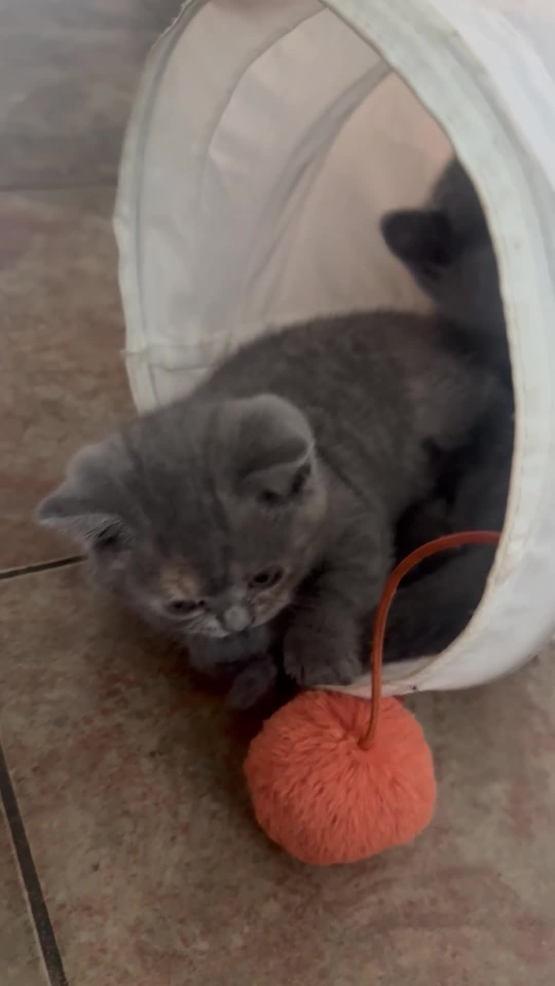 British Shorthair cats for sale: Two female British Shorthair kittens for sale - Video 3