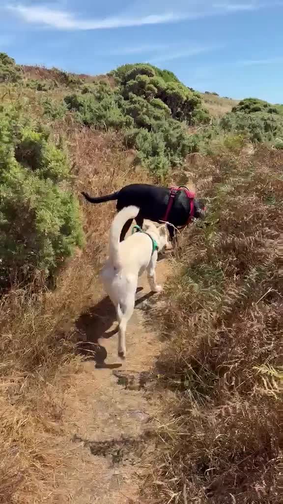 Mixed Breed dogs for adoption: ❤️TOSCA❤️ - THE LOVELIEST  GIRL NEEDS A NEW HOME in Mansfield - Video 1