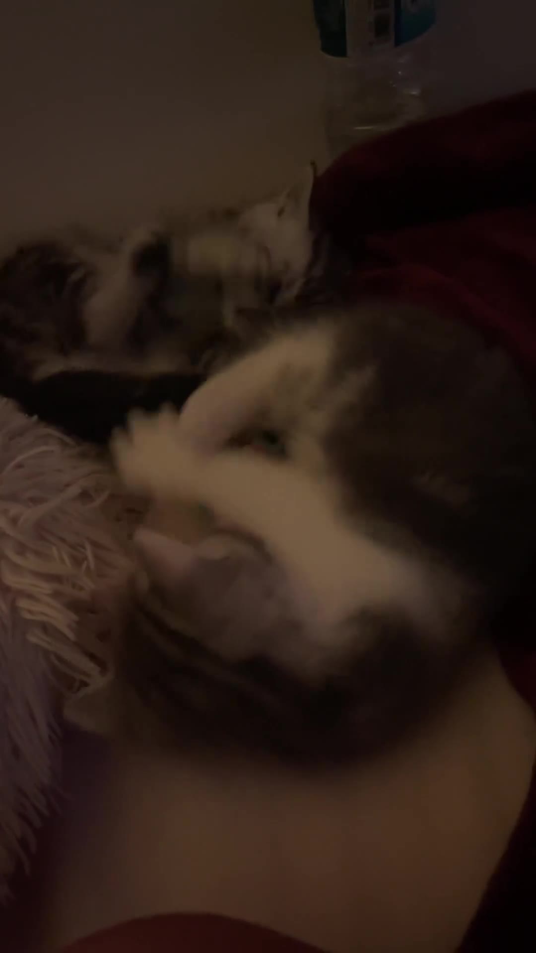 British Shorthair cats for sale: 2 Cute British Shorthair Kittens in Harrow - Video 2