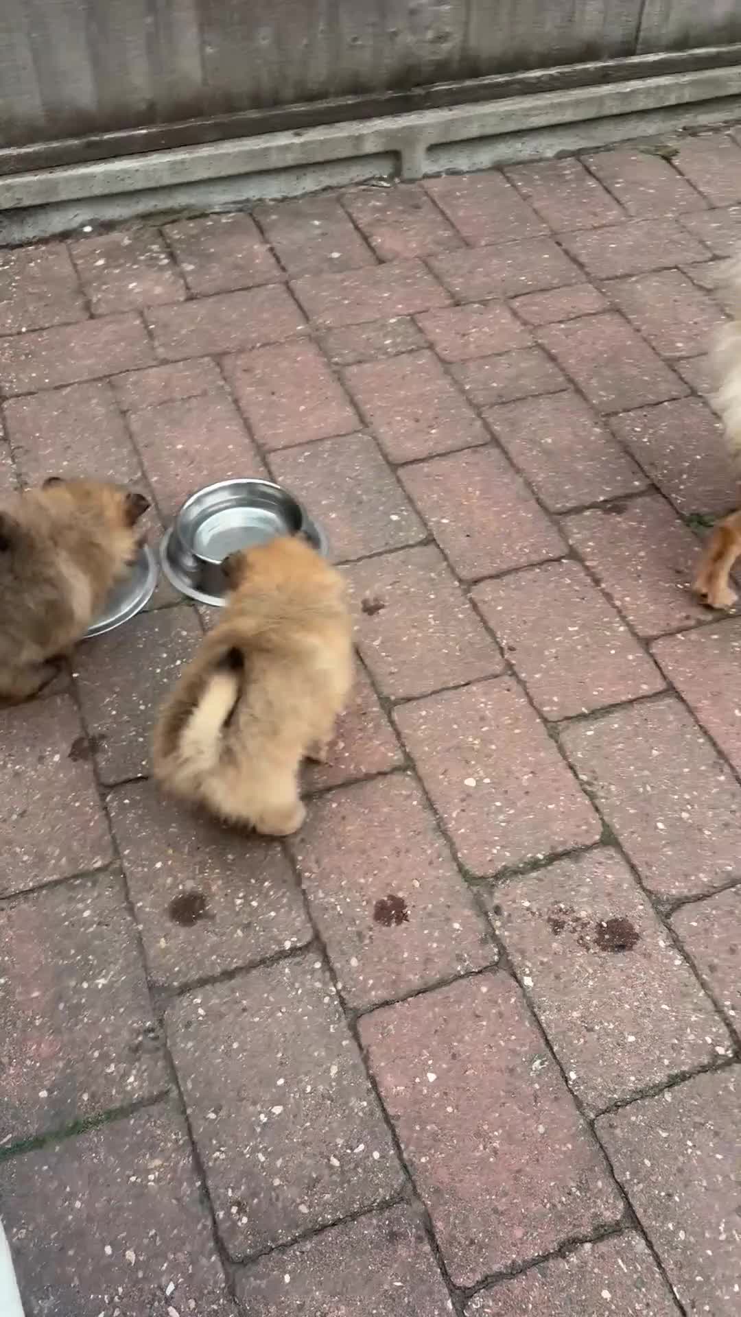 Pomeranian dogs for sale: Beautiful pomerian puppys ready now🐻 - Video 1