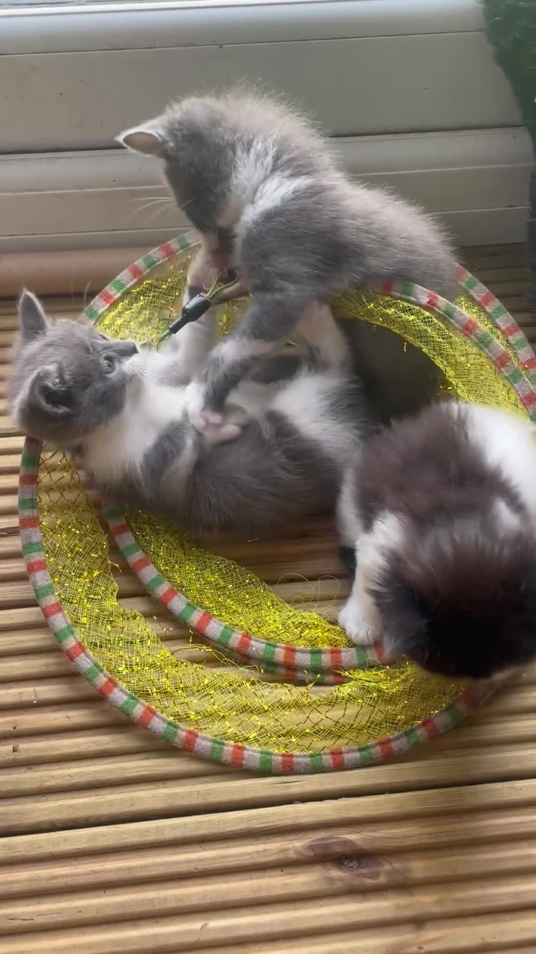 Mixed Breed cats for sale: Grey and white kittens - Video 1