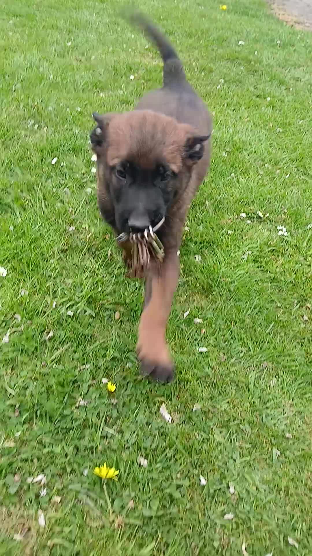 Belgian Shepherd Dog dogs for sale: Belgian Malinois knpv x ring sport fci ikc reg in Omagh - Video 3