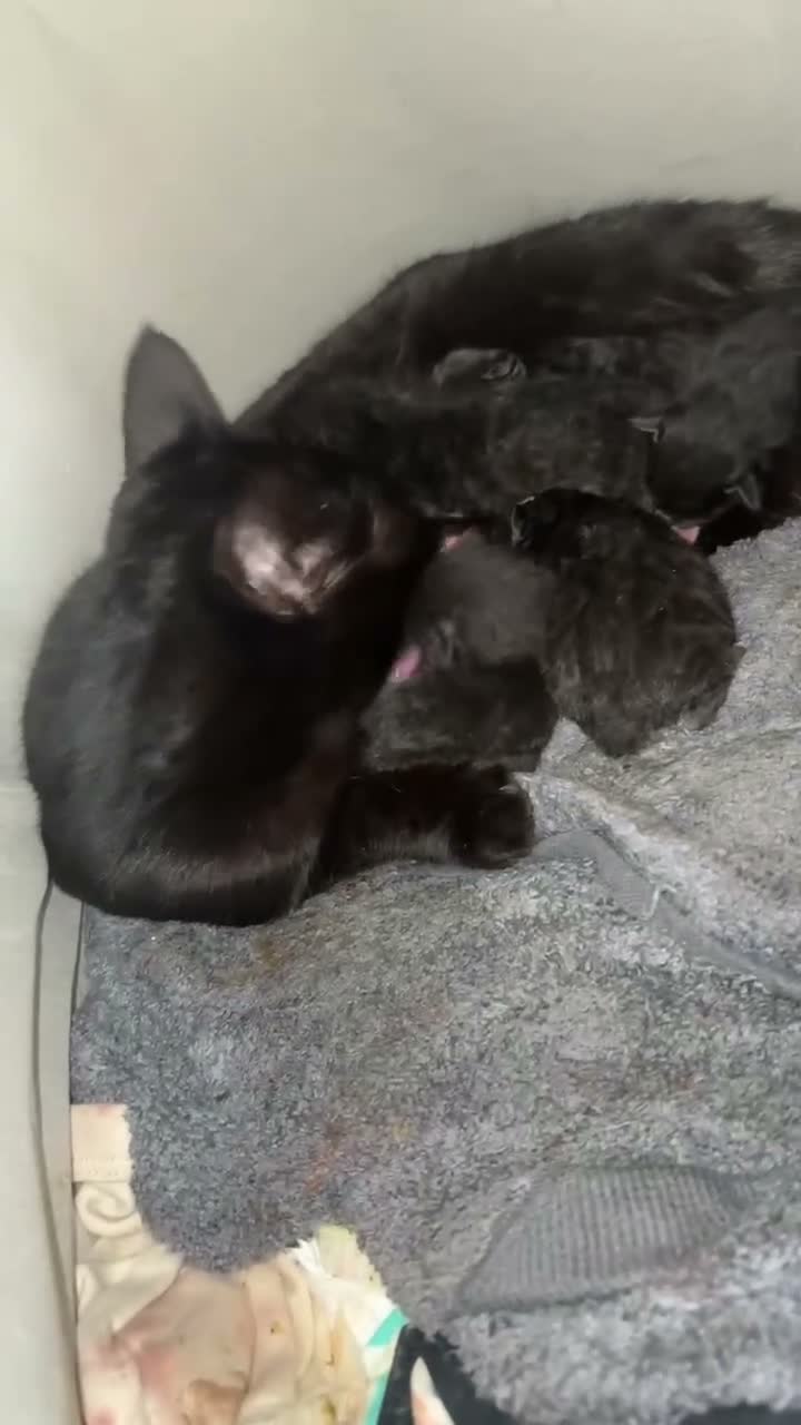 Mixed Breed cats for sale: Kittens for sale  in Todmorden - Video 1