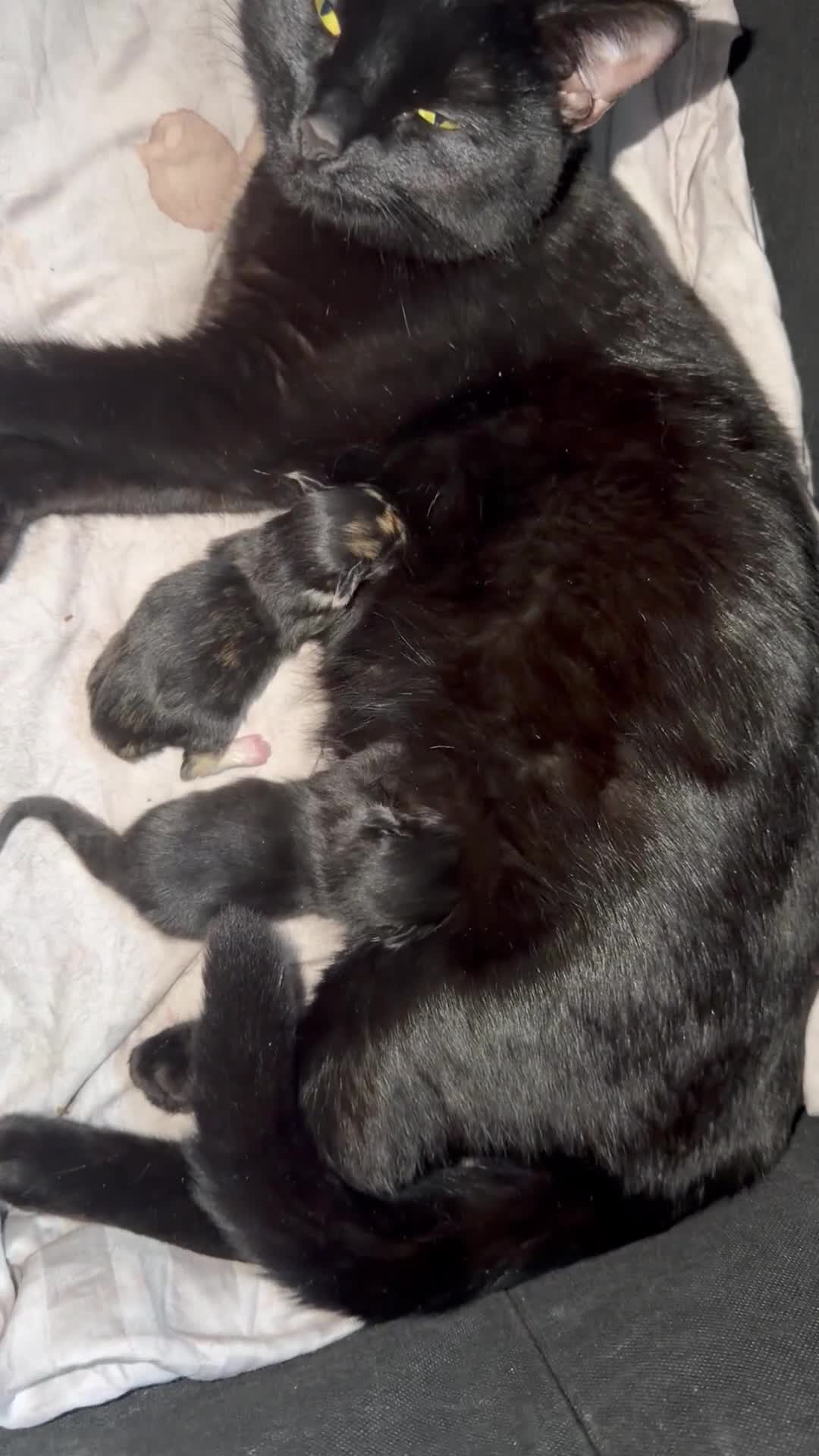 Bombay cats for sale: 1 black boy available  - Video 1