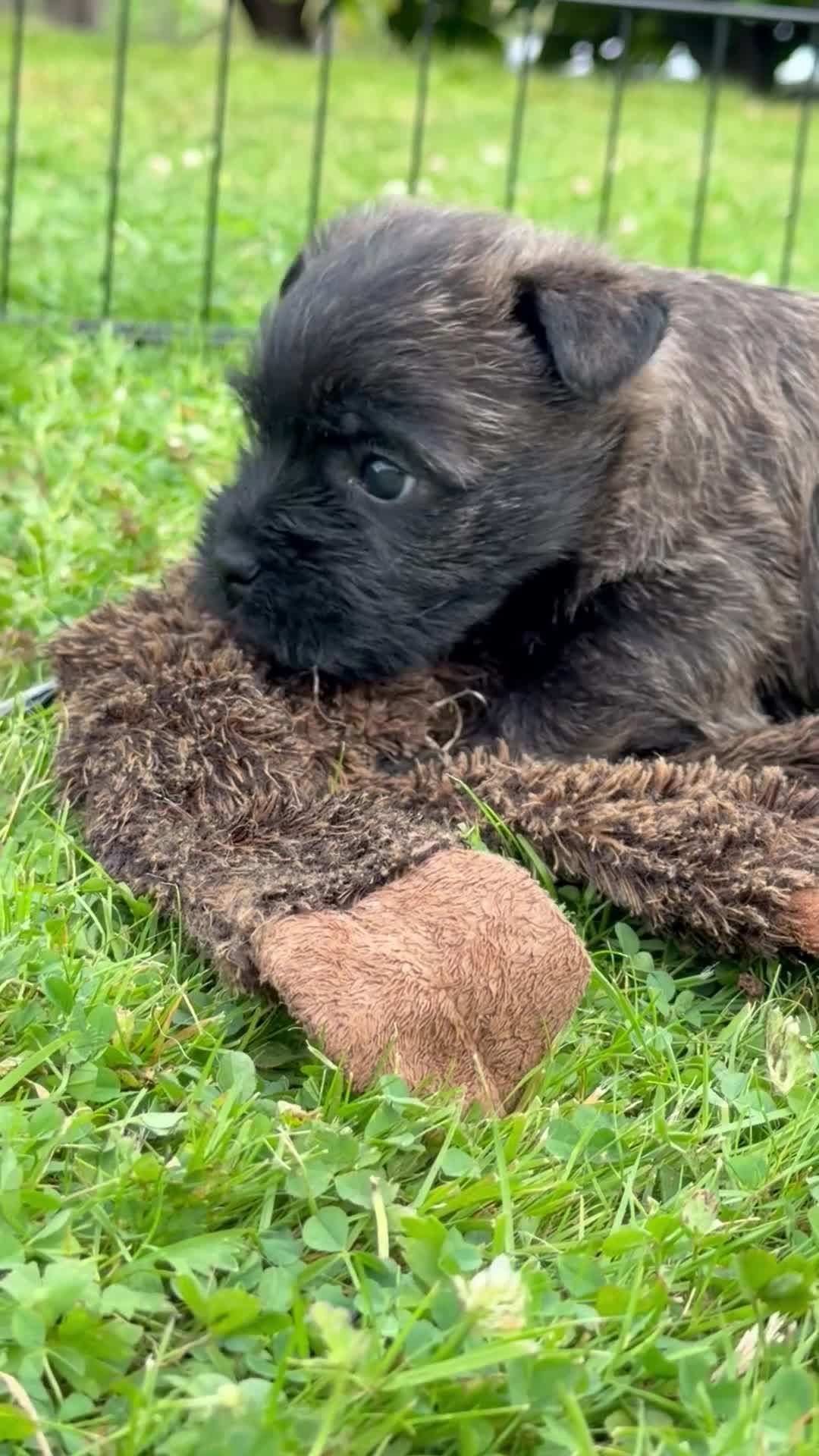 Cairn Terrier dogs for sale: Beautiful KC Reg Cairn Terrier Puppies 🐾  - Video 3