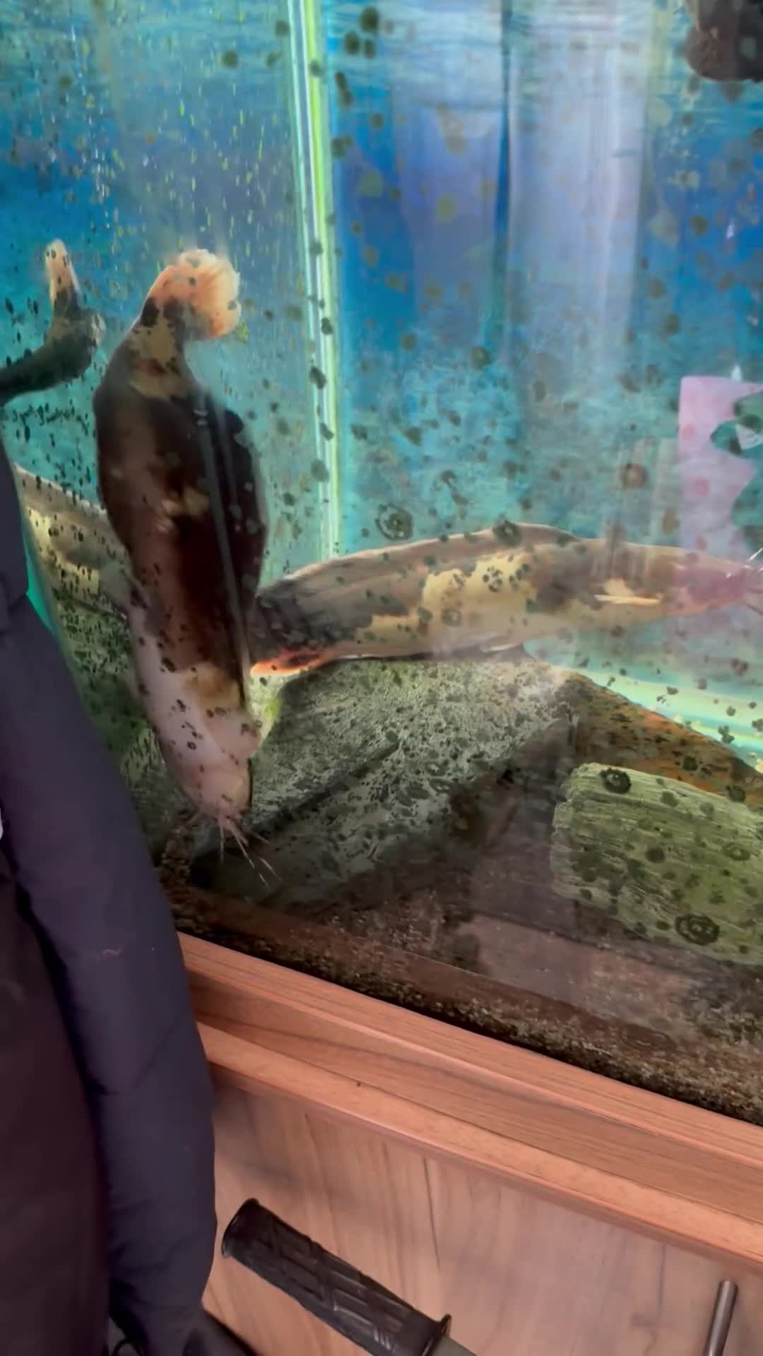 Catfish fish for sale: Florida Gar/Clarias catfish and tank - Video 1