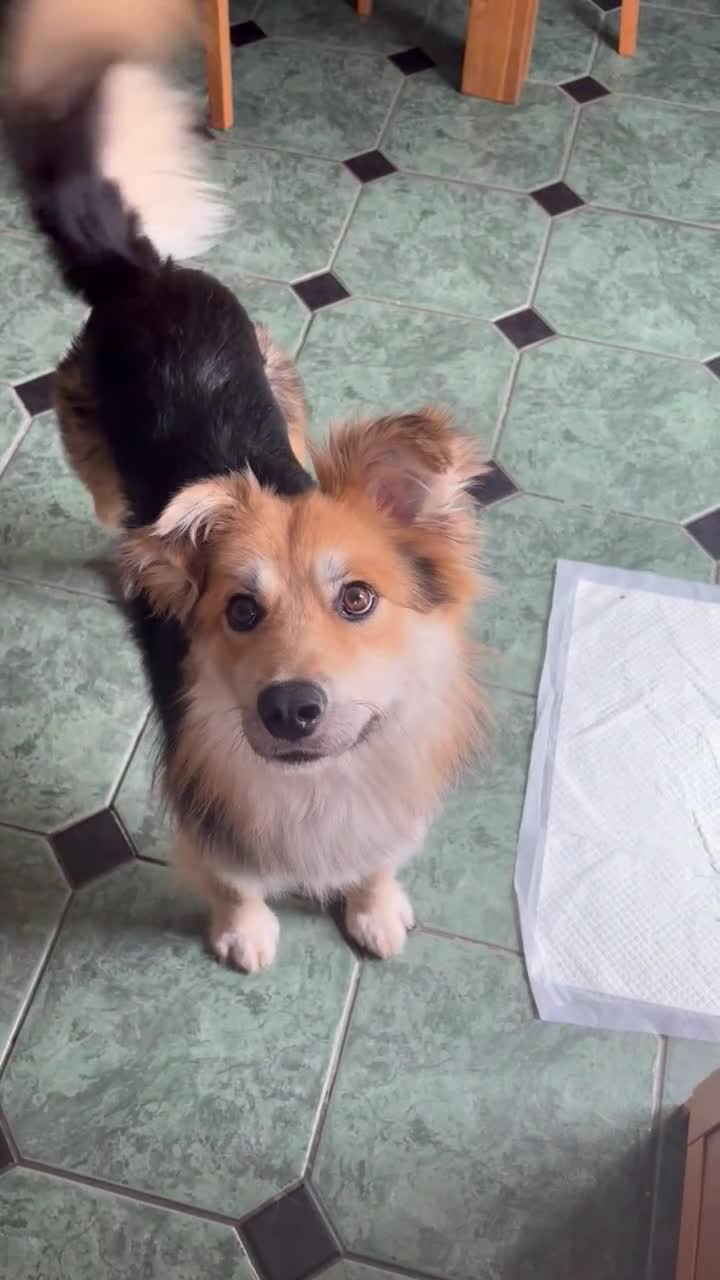 Mixed Breed dogs for sale: Meet Micah😍 - Video 3