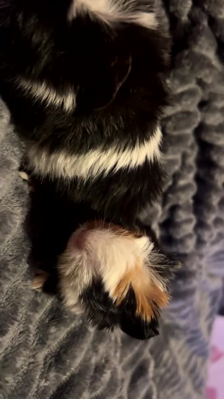 Guinea Pig rodents for sale: baby guinea pig - Video 1