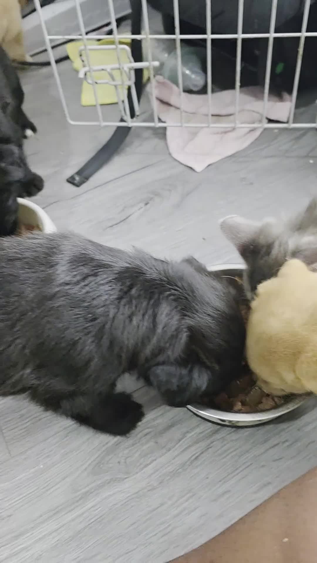 Mixed Breed dogs for sale: **REDUCED for quick sale  **cockerpoo X puppies  - Video 1