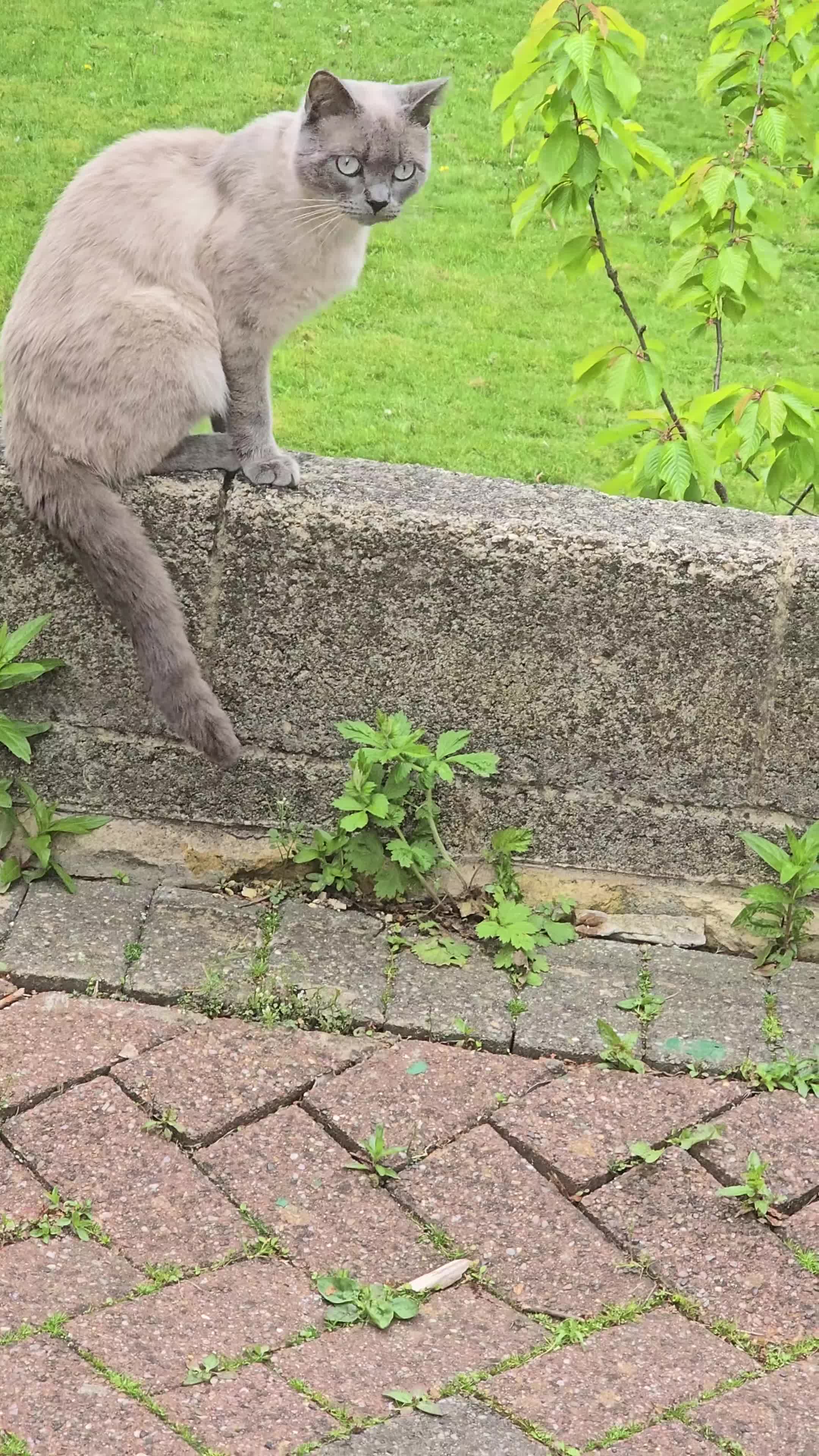 British Shorthair cats for sale: colourpoint British  Shorthair  - Video 2