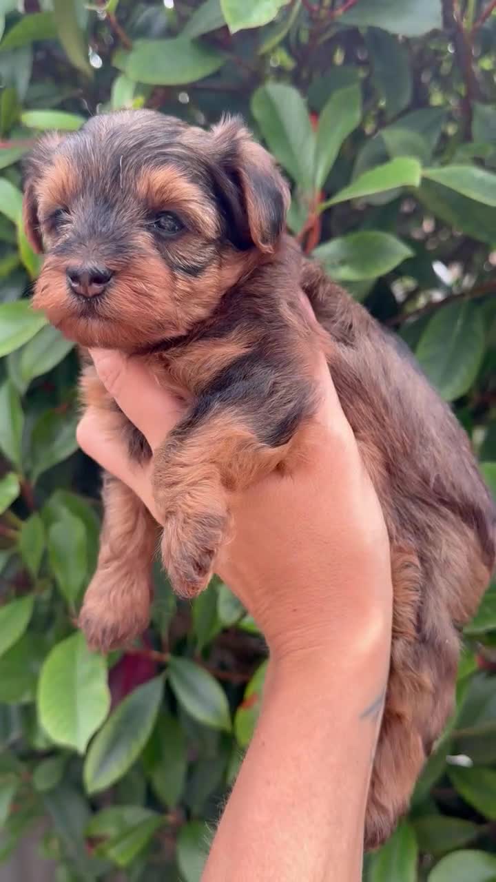 Yorkiepoo dogs for sale: Yorkiepoo - Video 1