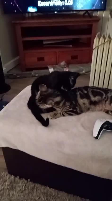 British Shorthair cats for sale: Cute cuddle female for a good home  - Video 1