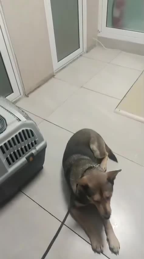 Mixed Breed dogs for adoption: 🐺 WOLFIE – A Brave Soul Ready for a New Life 🖤 - Video 1