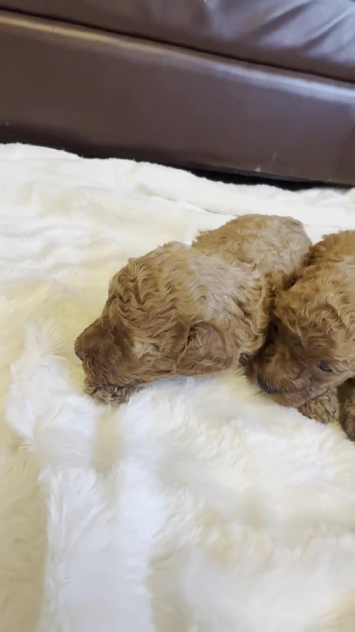 Toy Poodle dogs for sale: GORGEOUS RED KC TOY POODLE PUPPIES - Video 2