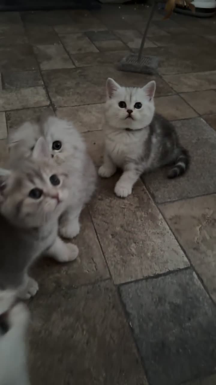 Scottish Fold cats for sale: ❤️ Persian Fold Rare Mix ❤️ - Video 4