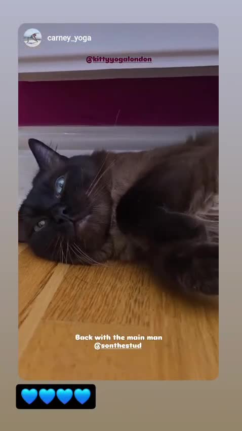 Ragdoll cats for stud: Ragdoll Seal Sepia Stud Genetically Tested 🐾 in London - Video 2