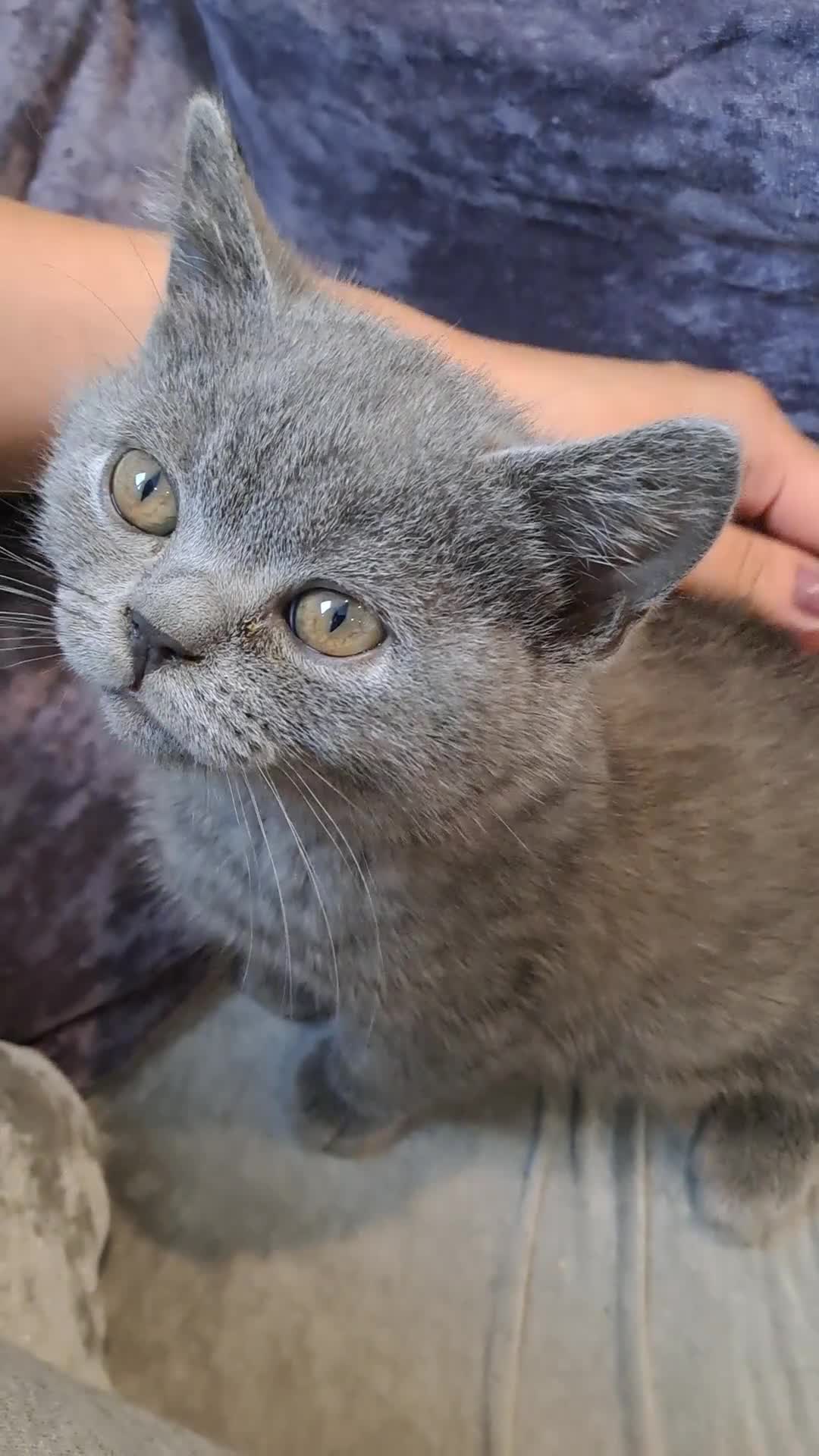 British Shorthair cats for sale: British Shorthair  - Video 1