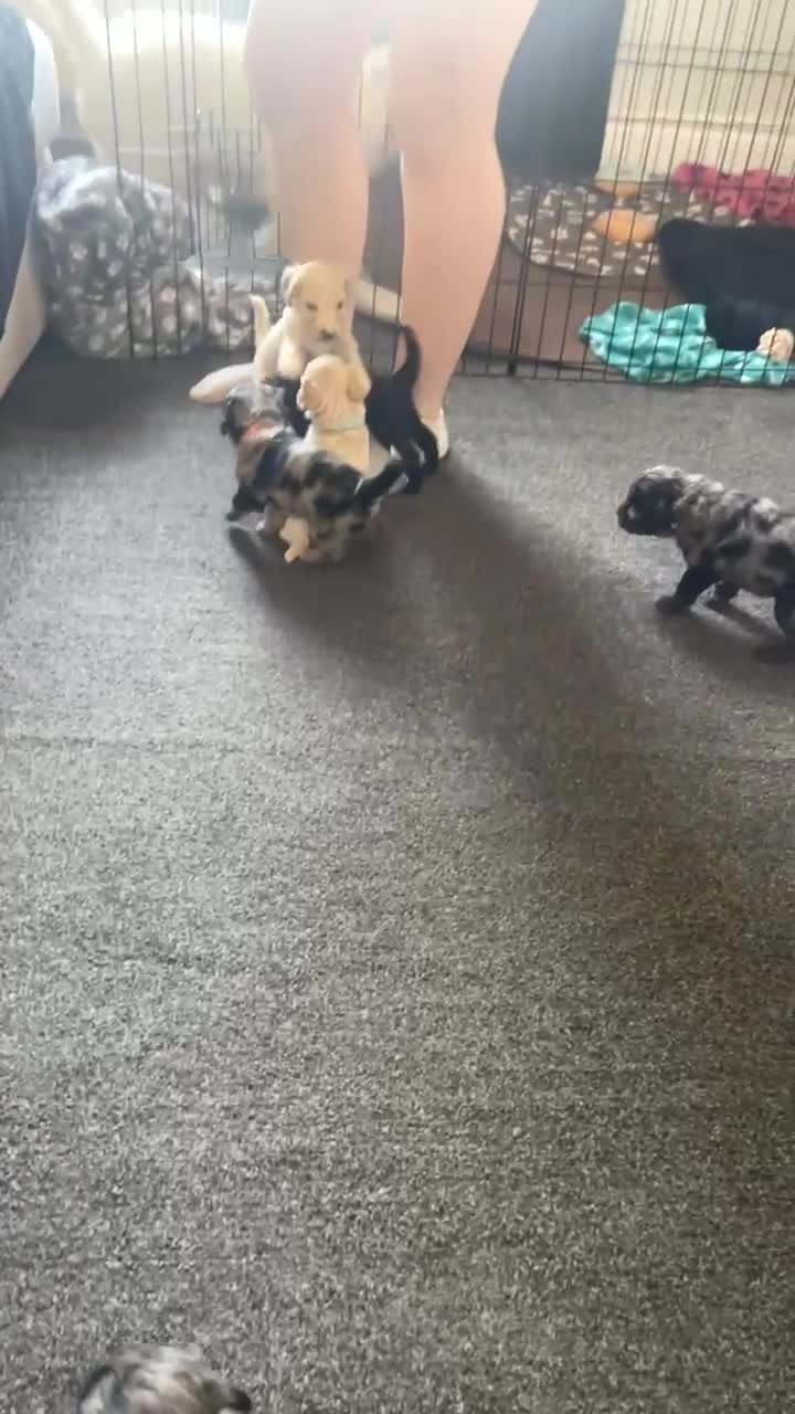 Mixed Breed dogs for sale: Cavapoochon X cockapoo - Video 4