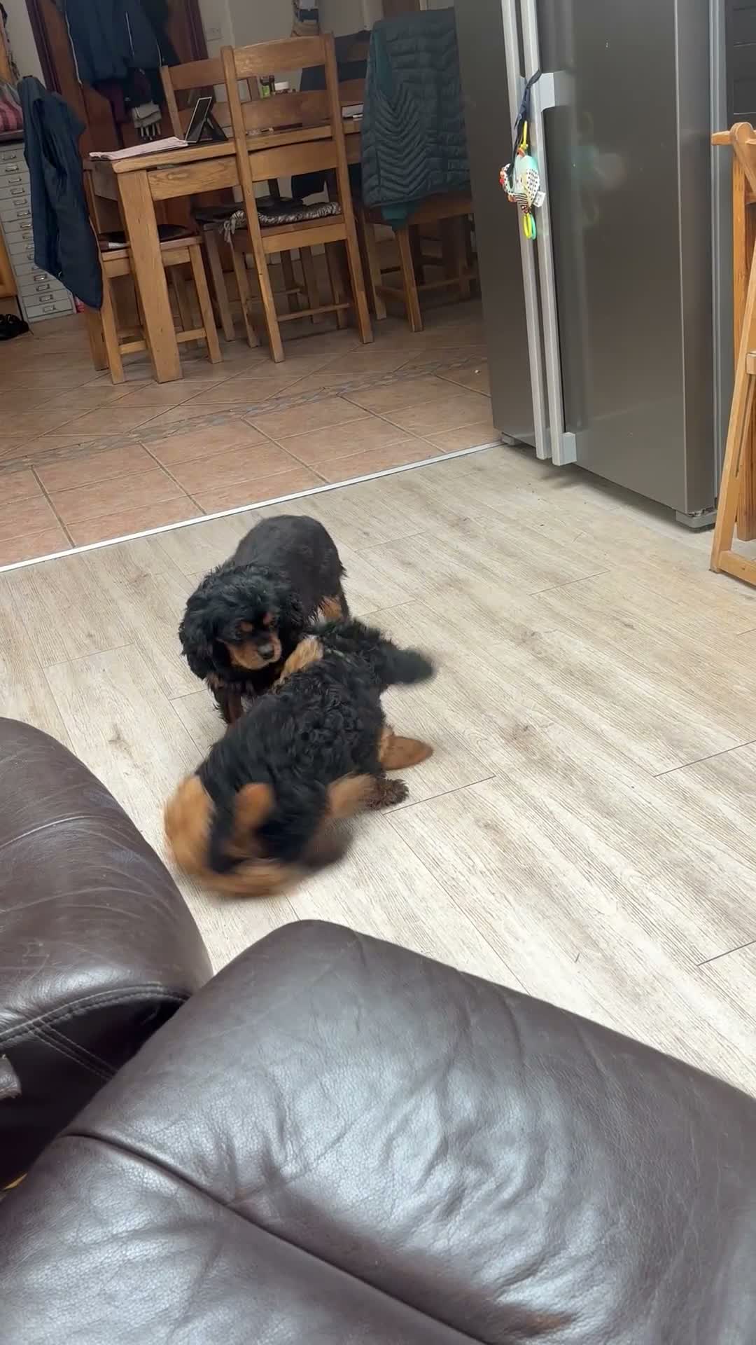 Cavapoo dogs for sale: F1 Cavapoo Puppies in Denbigh - Video 1