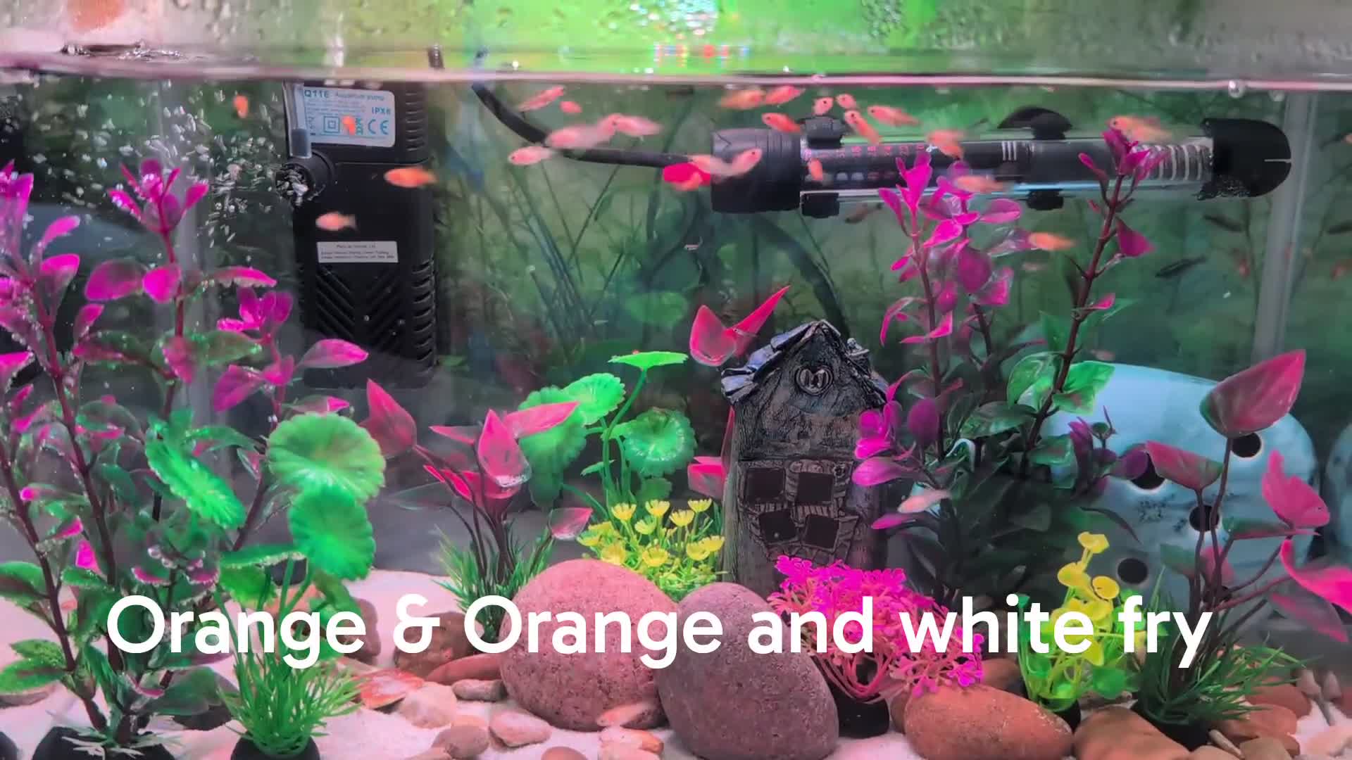 Live Bearers fish for sale: Guppy Guppies babies 2 - 6 weeks old in Callington - Video 2