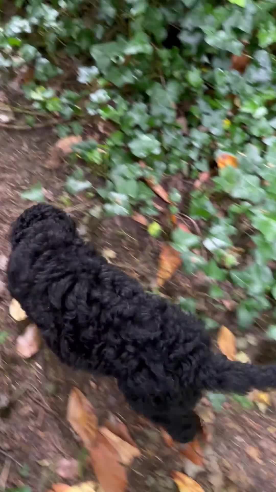Labradoodle dogs for sale: Labradoodle Puppy - Video 1