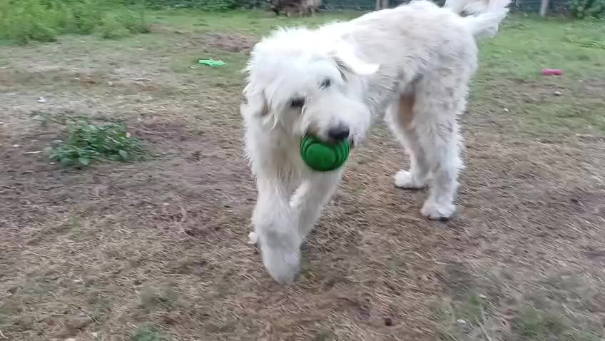 Mixed Breed dogs for adoption: Meet JOJO - a superb big girl, for a Loving Home - Video 3