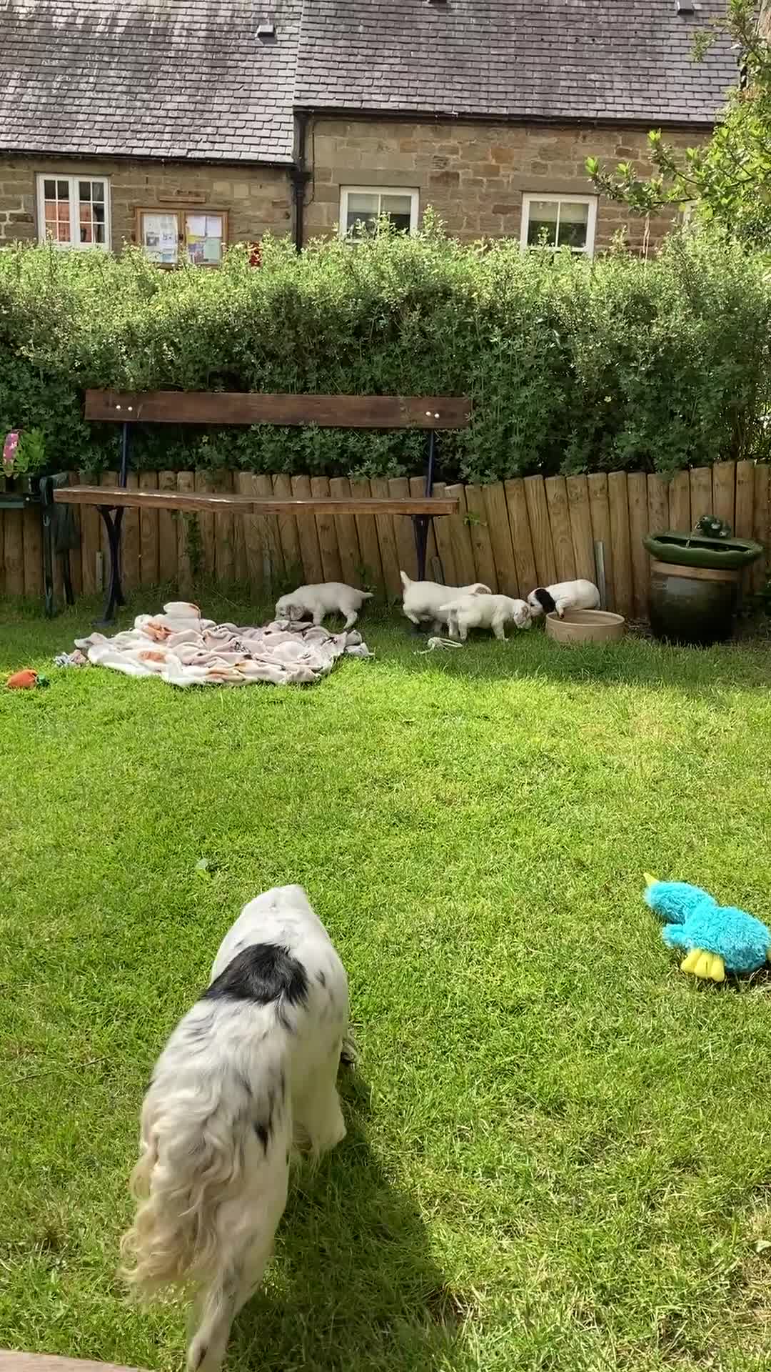 Cocker Spaniel dogs for sale: Working Cocker Spaniels, KC Reg & DNA clear - Video 3