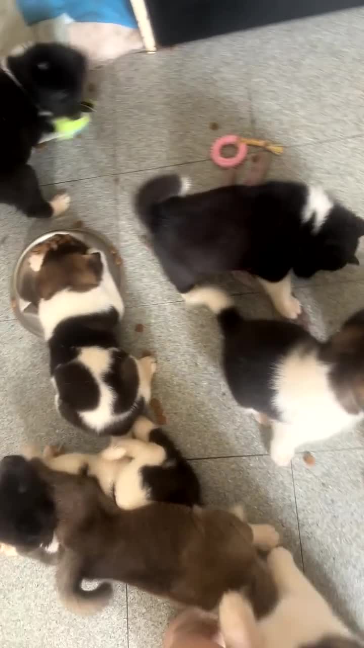 Akita dogs for sale: Puppies Akita Ready To Go NOW‼️ - Video 2