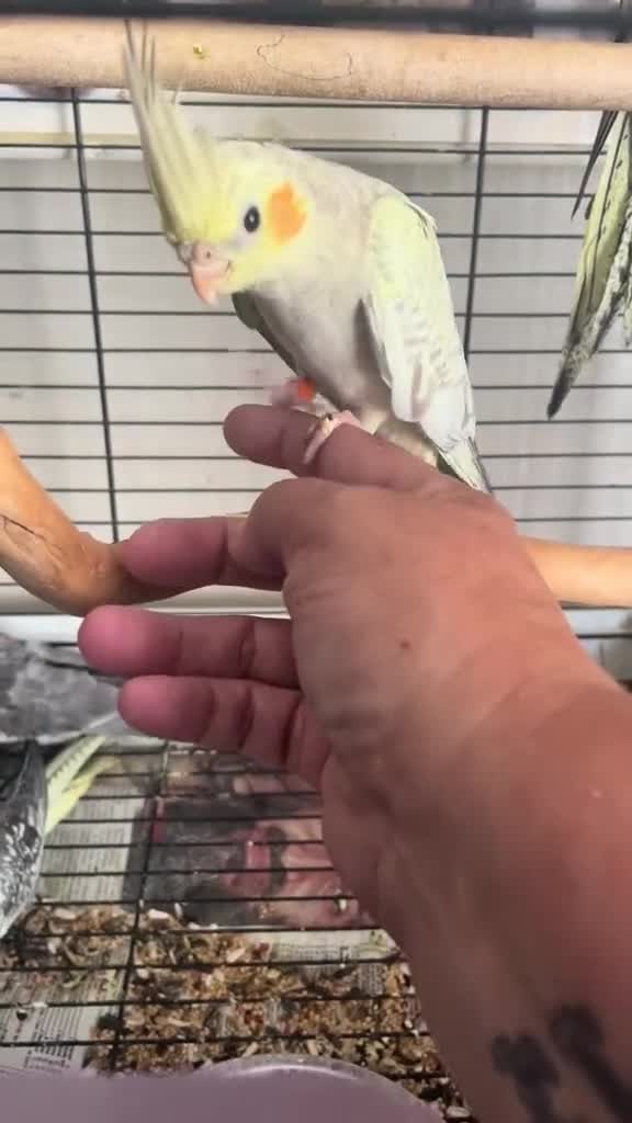 Cockatiels birds for sale: Shippos Cockatiels’s Doncaster  - Video 1