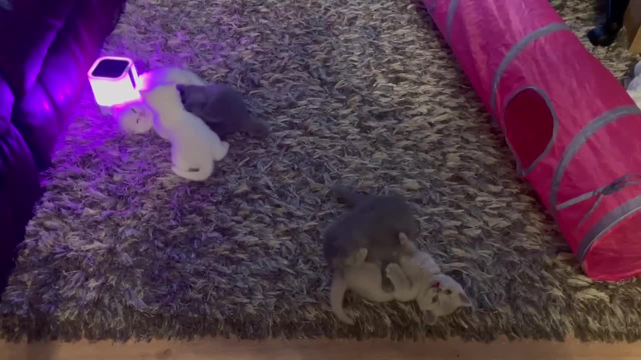British Shorthair cats for sale: British shorthair/longhair kittens - Video 1