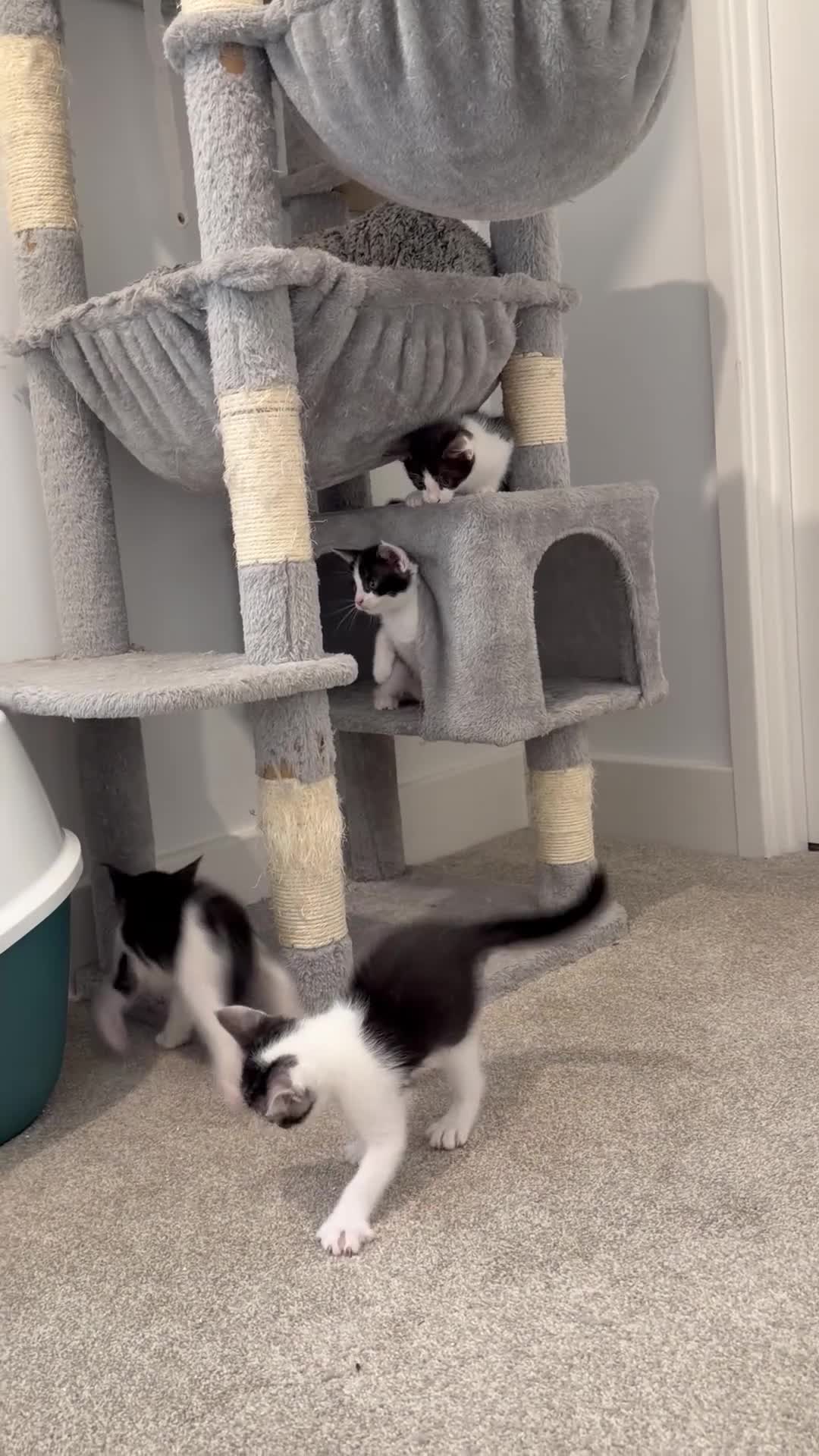 Maine Coon cats for sale: Maine Coon cross kittens in York - Video 1