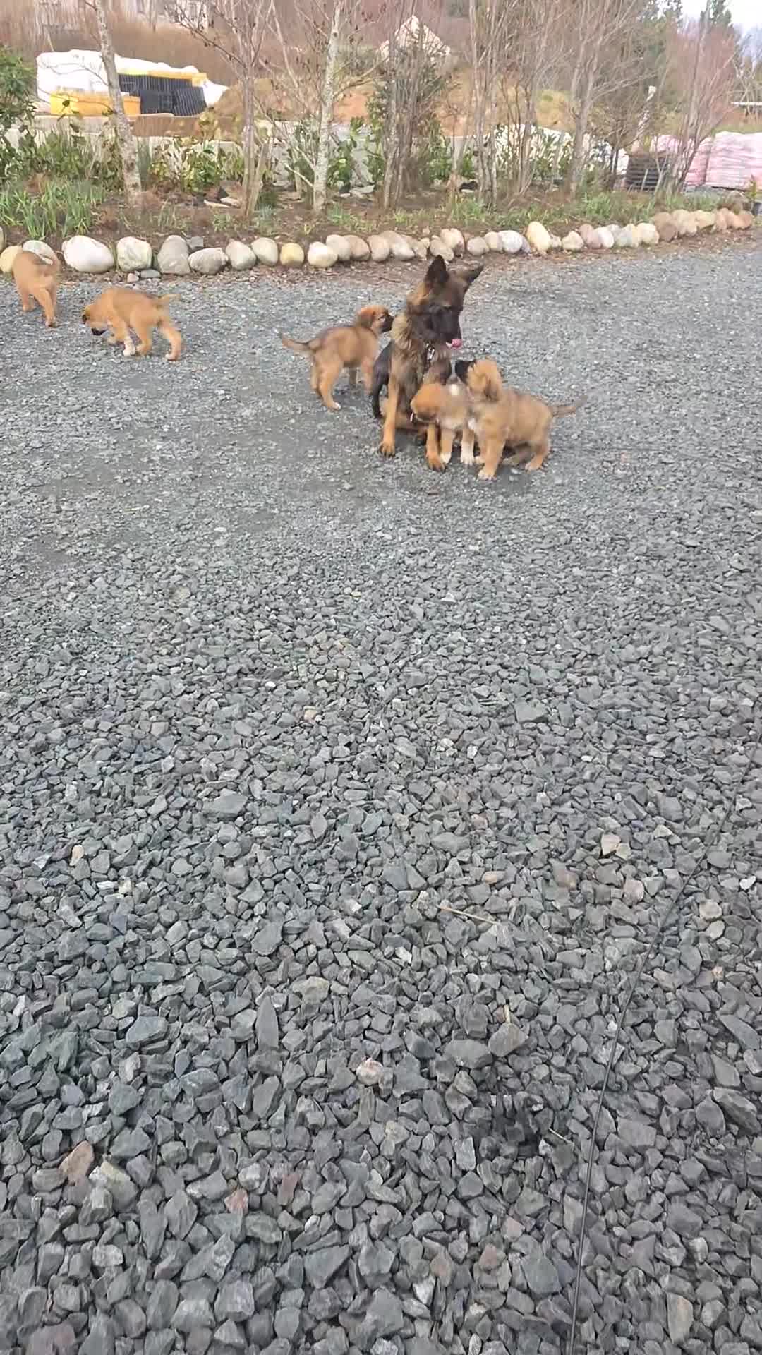 Mixed Breed dogs for sale: Highland Shepherd Puppies!!! - Video 1