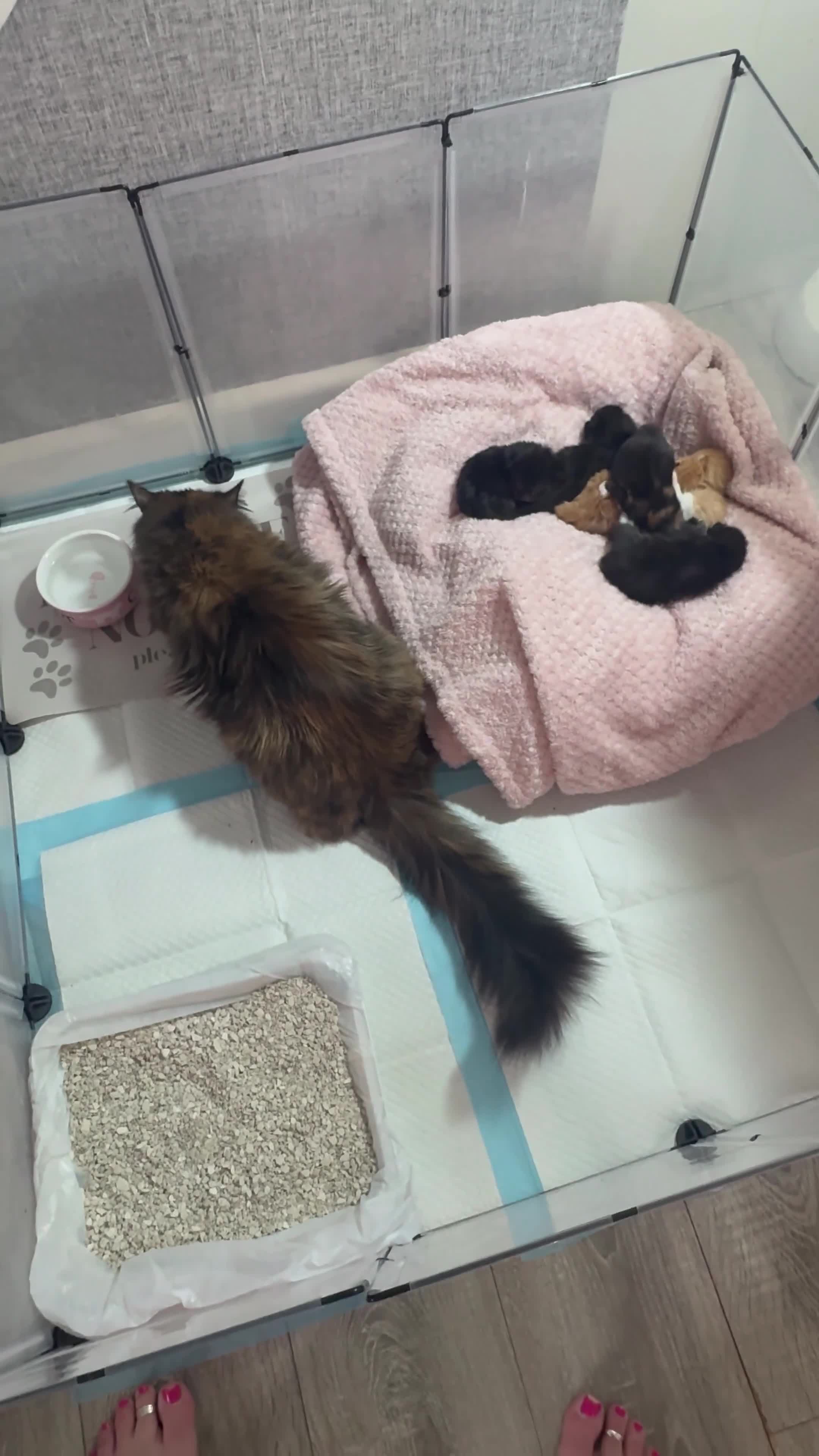 Mixed Breed cats for sale: Adorable Kittens Ready for Their Forever Homes 🐾 in Winchester - Video 2